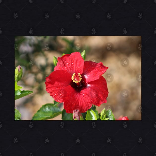 Red Hibiscus After the Rain by ButterflyInTheAttic